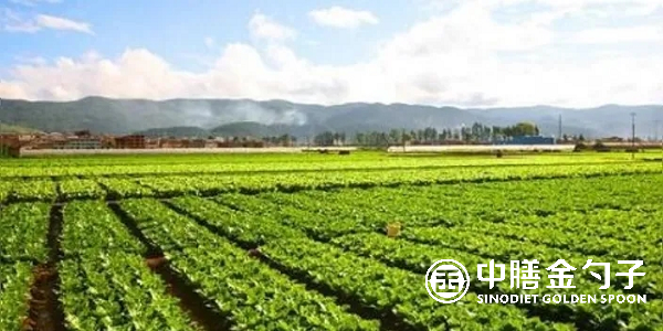 食材配送公司选择种植基地应该注意哪些事项？